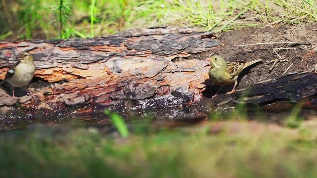 Yellowhammer (Emberiza citrinella) and Ortolan Bunting (Emberiza hortulana)  drinki water from a spring in the forest. Slow motion.	