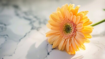 Enchanting Collection of Fresh & Simple Flower Background Images: Delicate Blooms, Minimalist Aesthetics, and Serene Natural Vibes for Digital & Print Projects