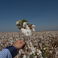 Cotton field and bouquet of cotton against blue sky
