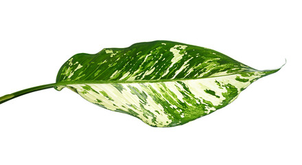Dumb cane leaf, Dieffenbachia plant, Tropical foliage isolated on white background, with clipping path © DEWINs