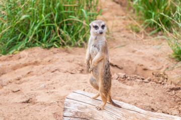 Fototapeta premium Meerkat, Suricata suricatta, on hind legs. Portrait of meerkat standing on hind legs with alert expression. Portrait of a funny meerkat sitting on its hind legs.