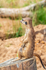 Meerkat, Suricata suricatta, on hind legs. Portrait of meerkat standing on hind legs with alert expression. Portrait of a funny meerkat sitting on its hind legs.