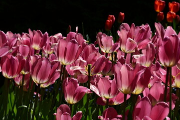 Obraz premium Beautiful flowers in bloom at the Butchart Gardens, Victoria, Vancouver Island, British Columbia, Canada