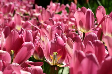 Obraz premium Beautiful flowers in bloom at the Butchart Gardens, Victoria, Vancouver Island, British Columbia, Canada