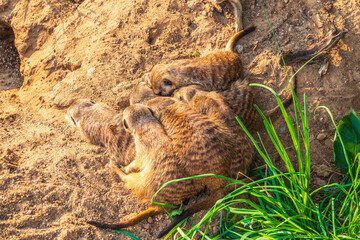 Obraz premium A group of cute meerkats. Meerkat Family are sunbathing.
