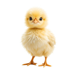 Fototapeta premium single cute chick isolated on transparent png