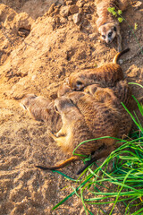 Obraz premium A group of cute meerkats. Meerkat Family are sunbathing.