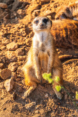 Meerkat, Suricata suricatta, on hind legs. Portrait of meerkat standing on hind legs with alert expression. Portrait of a funny meerkat sitting on its hind legs.