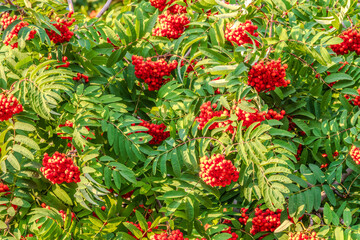 Autumn bright red rowan berries with leaves