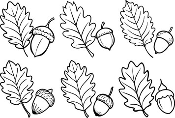 Set of oak leave and acorn outline vector illustration line art  © Vector.com