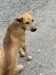 a stray dog is sitting on the road in a city street.