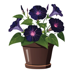 Potted Morning Glory - Brown Pot