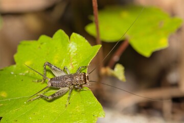 Japanese burrowing cricket Velarifictorus micado insect on leaf nature.