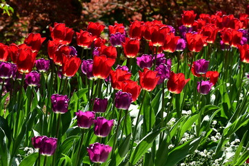 Fototapeta premium Beautiful flowers in bloom at the Butchart Gardens, Victoria, Vancouver Island, British Columbia, Canada