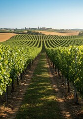 Obraz premium 緑輝くブドウ畑 伸びる道 爽やか風景