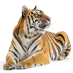 Fototapeta premium A full-body Bengal tiger lying down with its head raised, displaying detailed fur patterns and a relaxed expression.