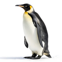 Fototapeta premium A full-body emperor penguin standing upright with a clean, smooth appearance and detailed feathers.