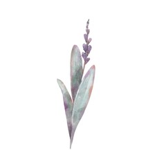 Dried sage branch with soft green leaves, herbal and spiritual botanical element for ritual, aromatherapy, healing, rustic decor and natural design isolated on white background