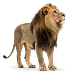 Obraz premium A full-body photorealistic lion standing majestically with a detailed mane and powerful stance.