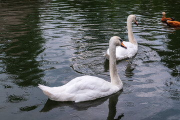 Two Graceful white Swans swimming in the lake, swans in the wild