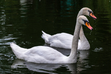 Two Graceful white Swans swimming in the lake, swans in the wild