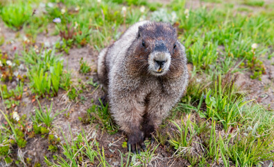 Fototapeta premium Marmot capybara. Marmot wild largest rodent. Woodchuck rodent. South American capybara. Wild animal in nature. Groundhog at zoo. Rodent animal woodchuck. Rodent marmot animal. Lazy capybara