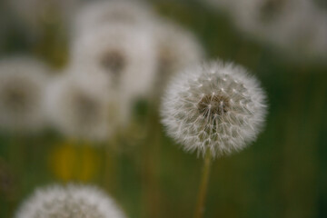 たんぽぽの綿毛