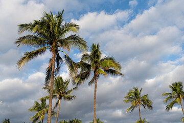 Tropical beach in Miami. Tropical outdoor scene with palm tree. Tropical summer vacation. Exotic nature. Palm tree. Summer vacation in Miami south beach. Palm tree of California. Palm leaves rustling
