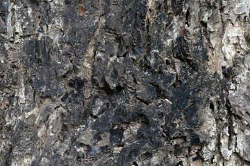 texture of tree bark background
