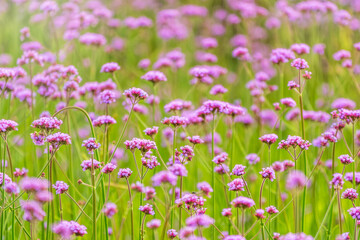 Verbena bonariensis flowers, Argentinian Vervain or Purpletop Vervain, Clustertop Vervain, Tall Verbena, Pretty Verbena, in garden