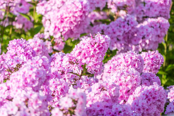 Pink phlox flowers. Phlox paniculata. Flowering herbaceous plants. Blooming phlox paniculata in the garden