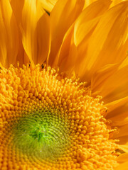 Fresh sunflower under with the sunlight