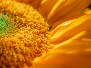 Fresh sunflower under with the sunlight