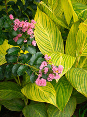 Fresh flower with green leaf plants