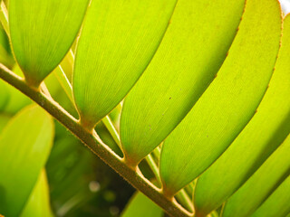 Fresh green color leaves close up background
