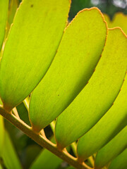 Fresh green color leaves close up background