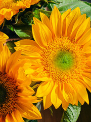 Fresh sunflower under with the sunlight