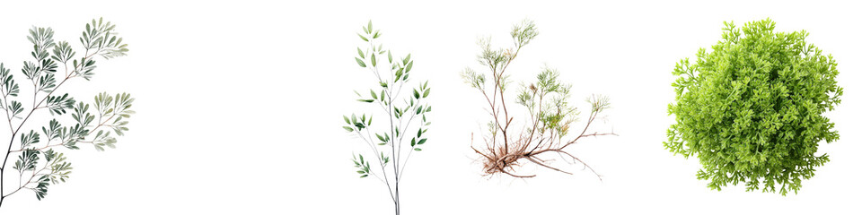 Obraz premium Vibrant assortment of natural foliage including lush green moss, delicate leafy branches, and textured plants, perfect for nature-themed designs and decor