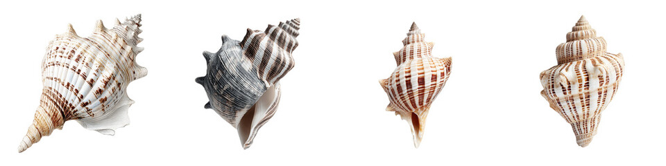 Seashells showcasing intricate textures and natural patterns in neutral tones, perfect for coastal decor, marine art, and elegant design elements.