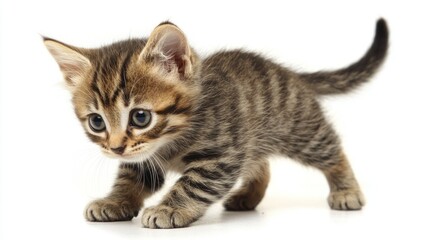 A curious tabby kitten with striped fur, standing on a white surface with its front paws forward and tail wagging, looking intently to the left.