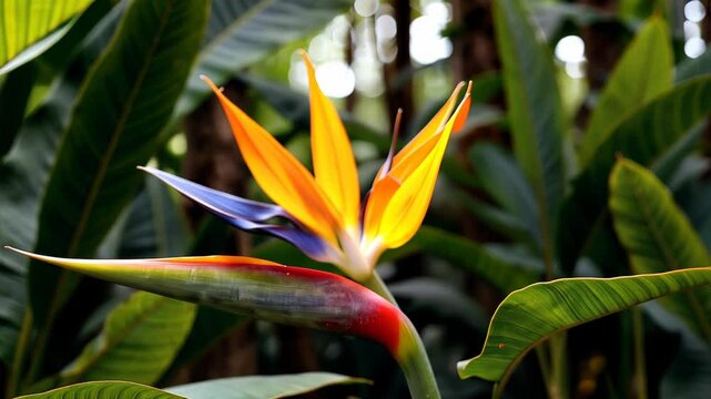 Vibrant bird of paradise flower with green foliage background  