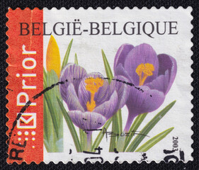 Crocus vernus flower on a 2003 Belgium postage stamp