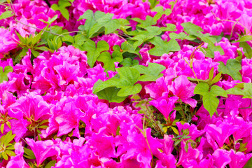 Pink azalea flowers blooming beautifully along a pedestrian sidewalk in Tokyo, Japan