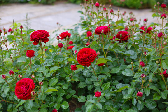A beautiful rose bush in a public park in Japan
