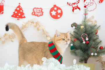 winter holiday and cat concept with british cat wear silk scarf and play with pine and christmas tree decorate background