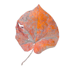 autumn leaf isolated on white