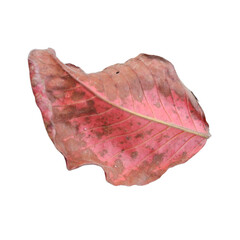 red leaf on white background