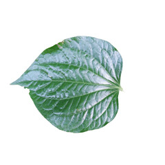 green leaf isolated on white background