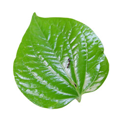 green leaf isolated on white background