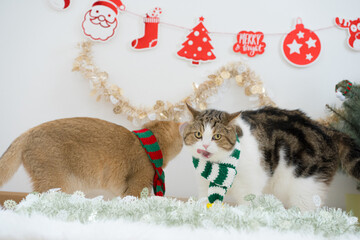 winter holiday and cat concept with 2 cat wear silk scarf and play with pine and christmas tree decorate background